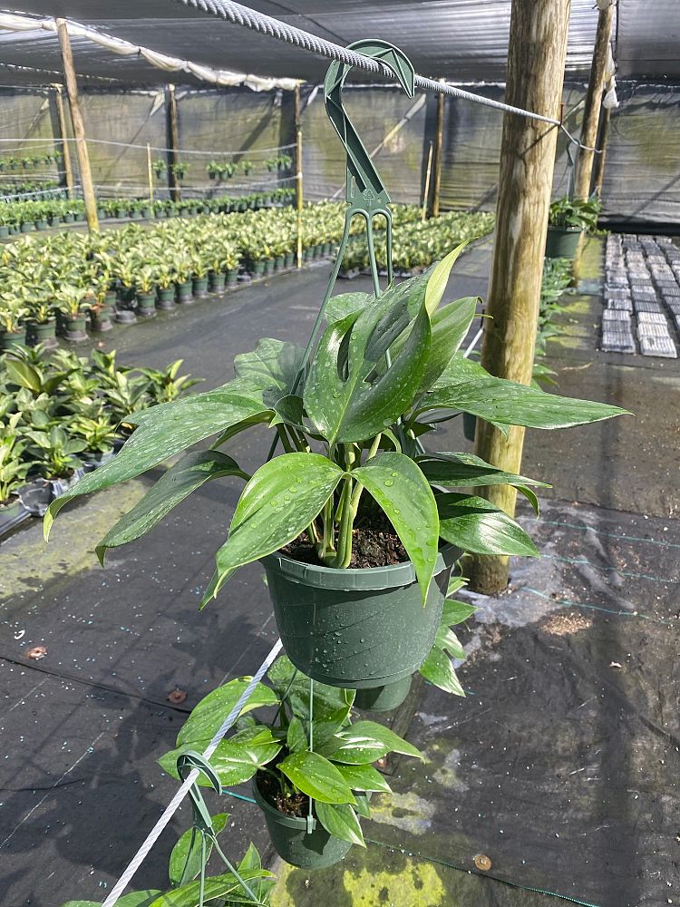 rhaphidophora-decursiva-creeping-philodendron