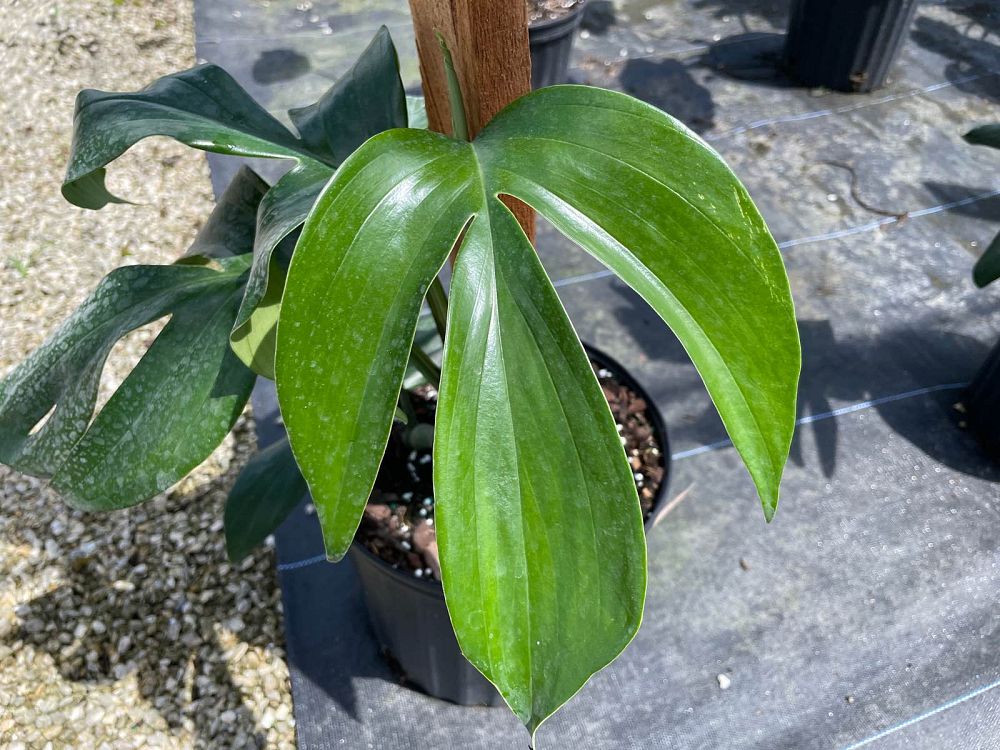rhaphidophora-decursiva-creeping-philodendron