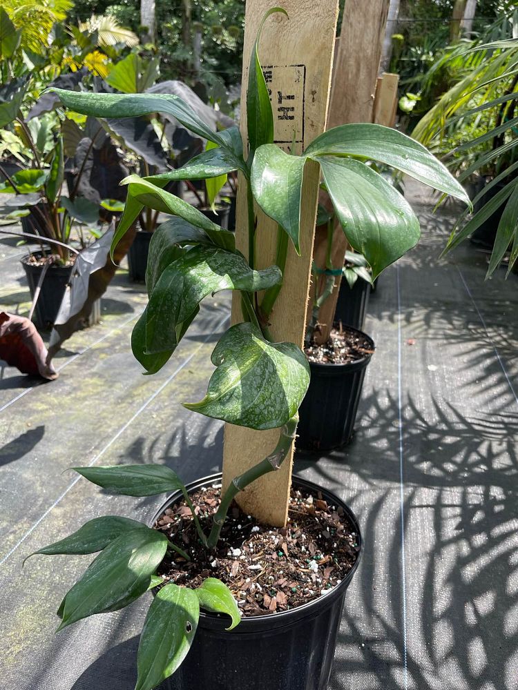 rhaphidophora-decursiva-creeping-philodendron
