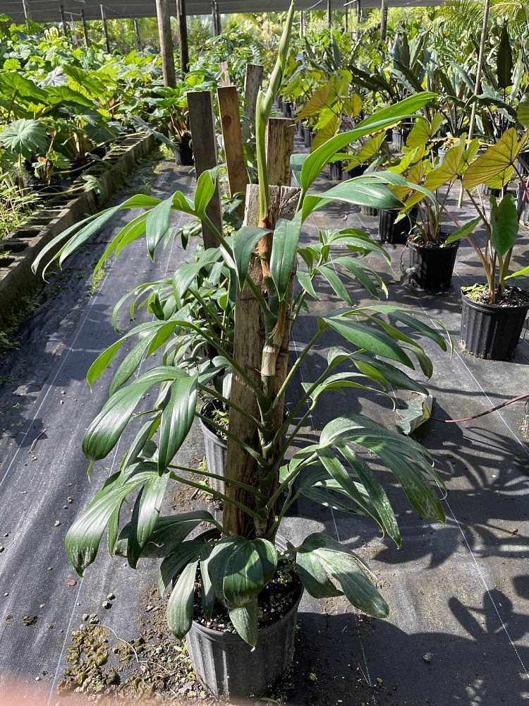 rhaphidophora-decursiva-creeping-philodendron