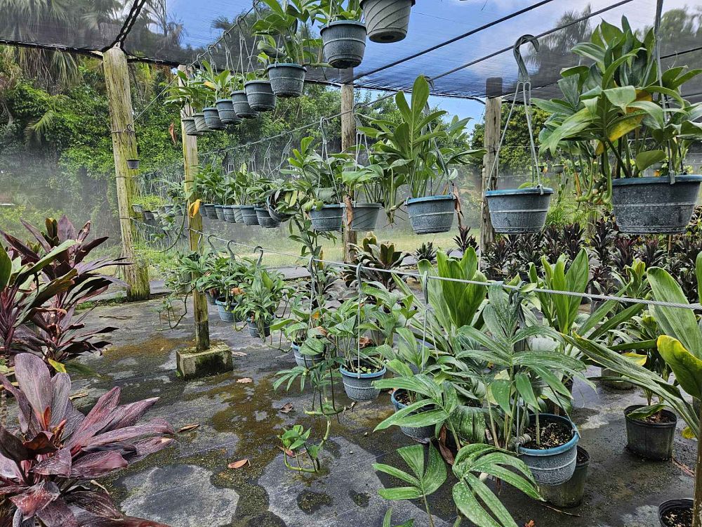 rhaphidophora-decursiva-creeping-philodendron