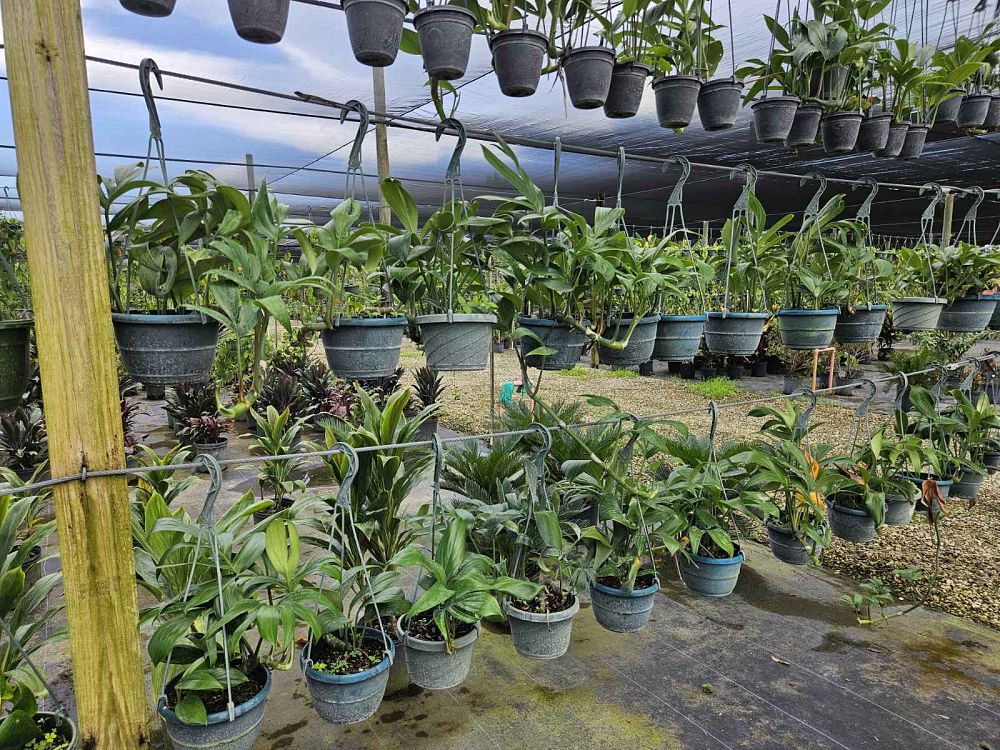 rhaphidophora-decursiva-creeping-philodendron