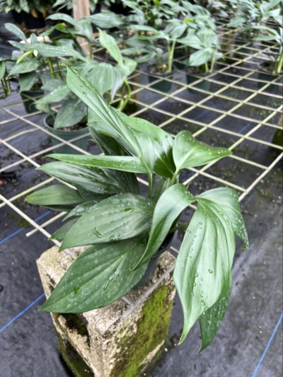 rhaphidophora-decursiva-creeping-philodendron