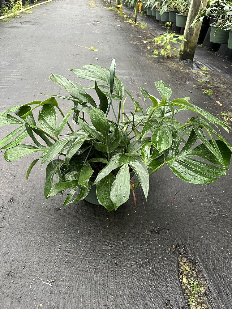 rhaphidophora-decursiva-creeping-philodendron