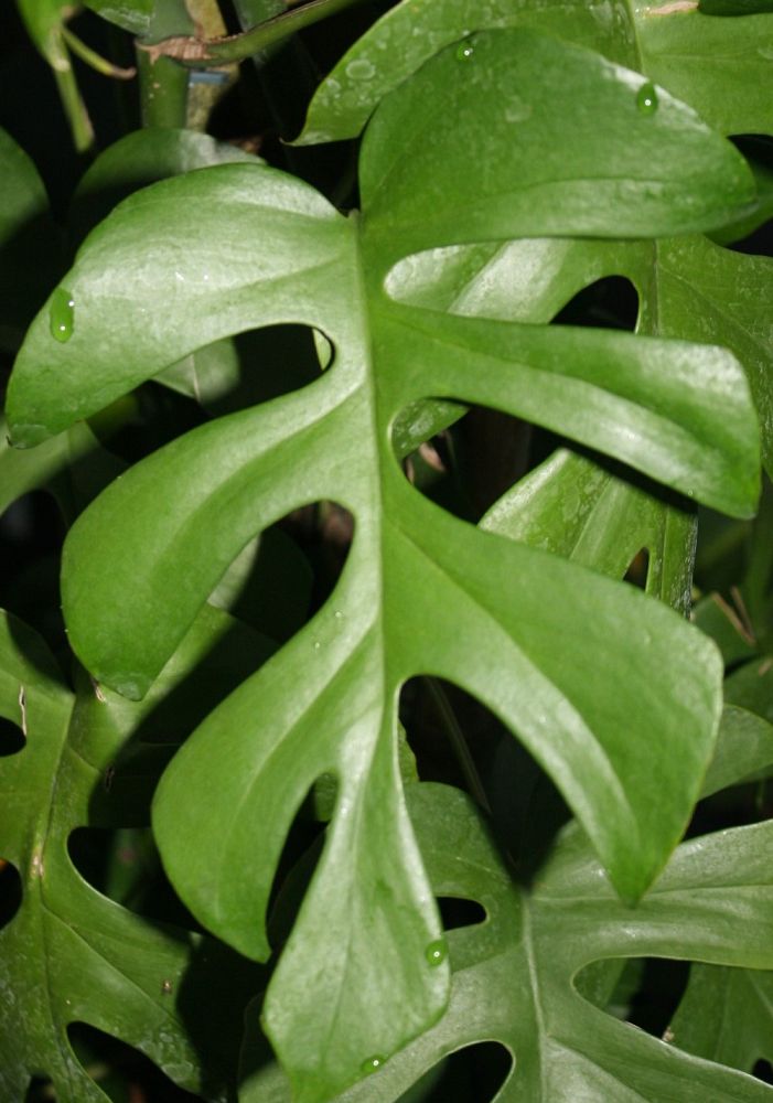 rhaphidophora-tetrasperma