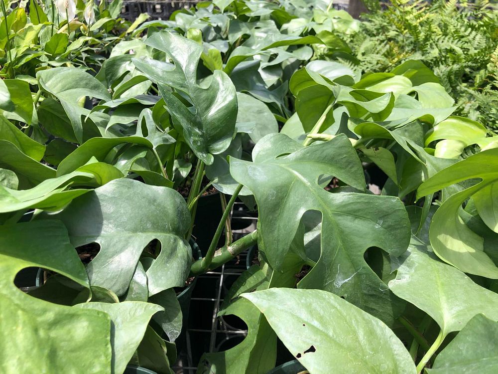 rhaphidophora-tetrasperma