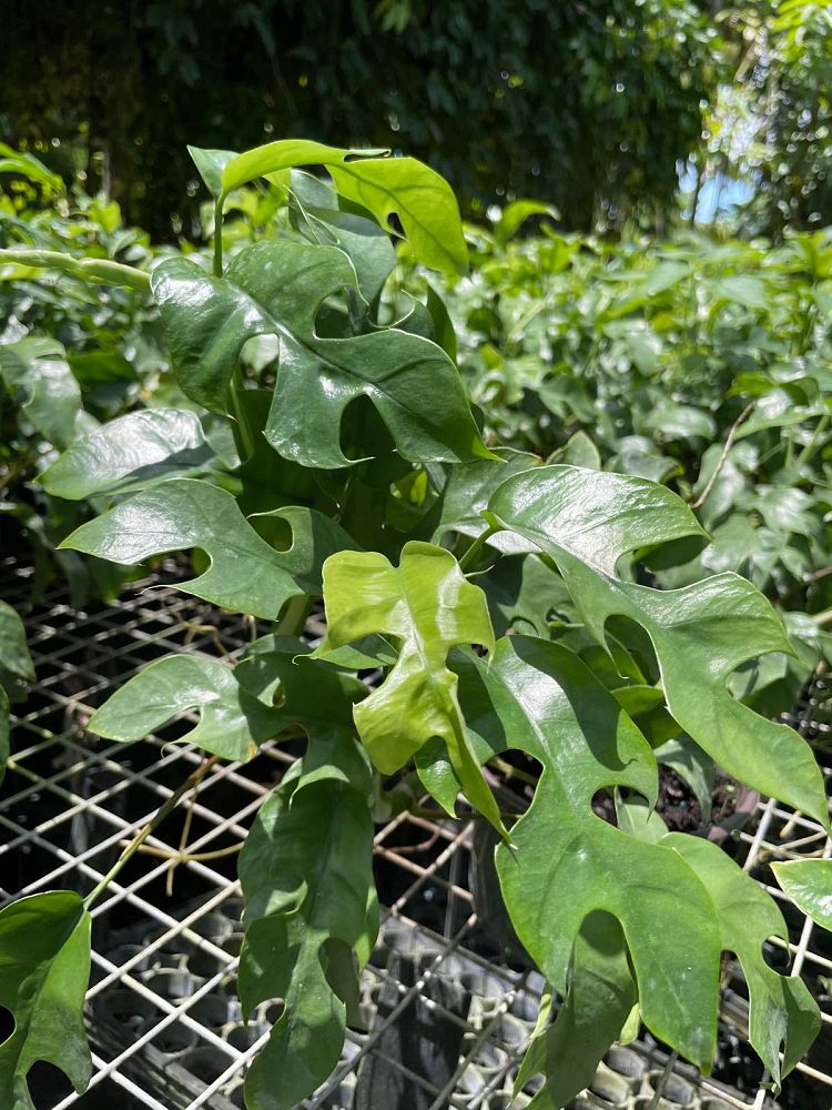 rhaphidophora-tetrasperma