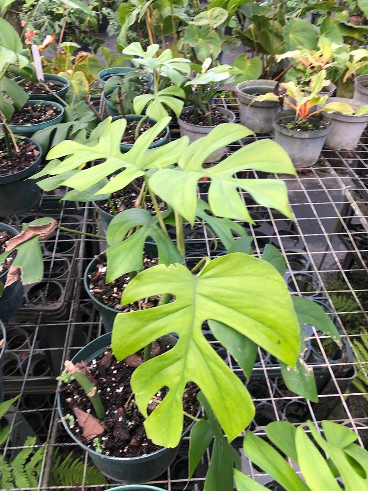 rhaphidophora-tetrasperma