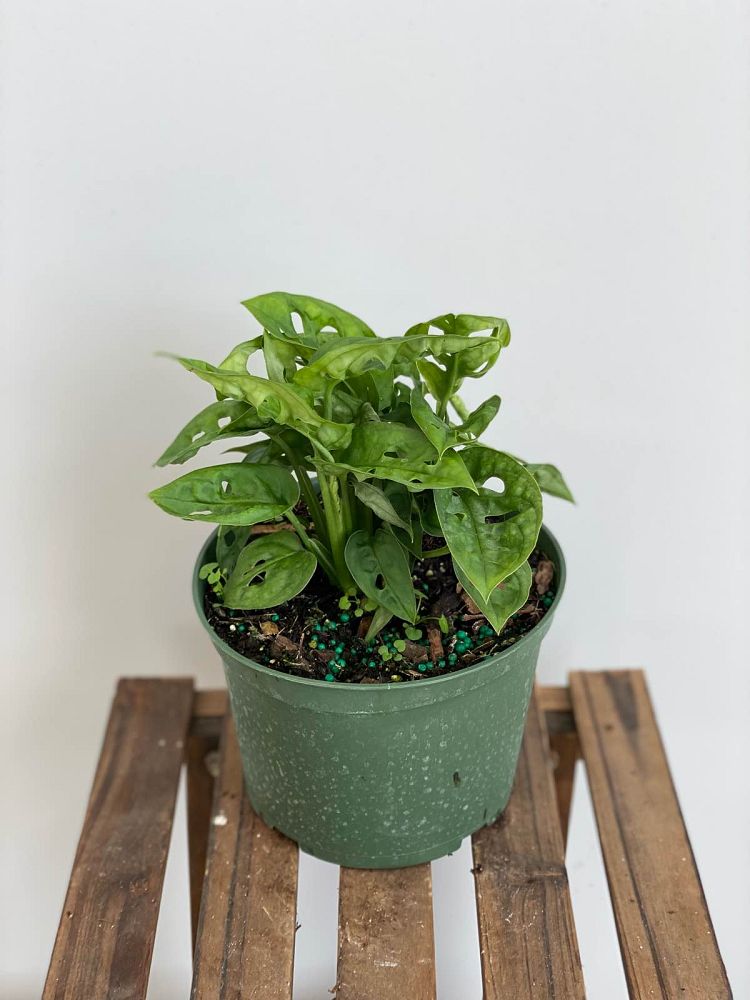 rhaphidophora-tetrasperma