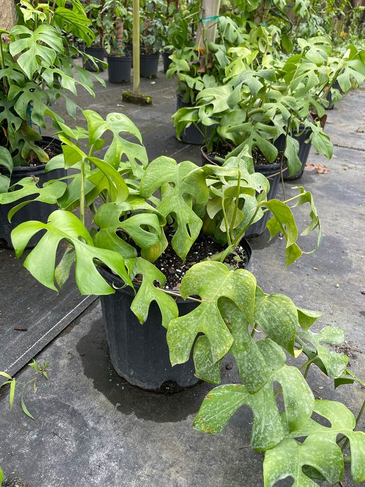 rhaphidophora-tetrasperma