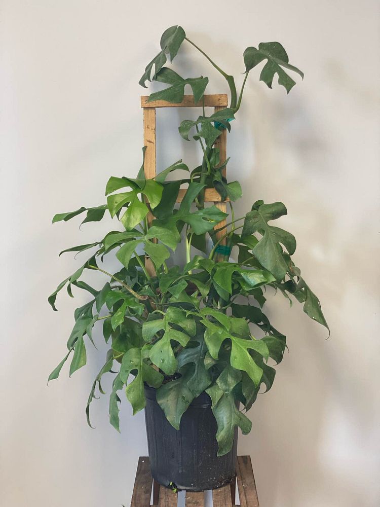 rhaphidophora-tetrasperma