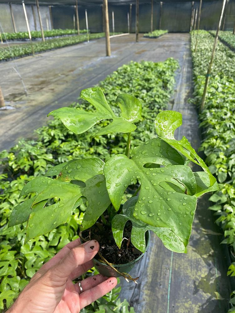 rhaphidophora-tetrasperma