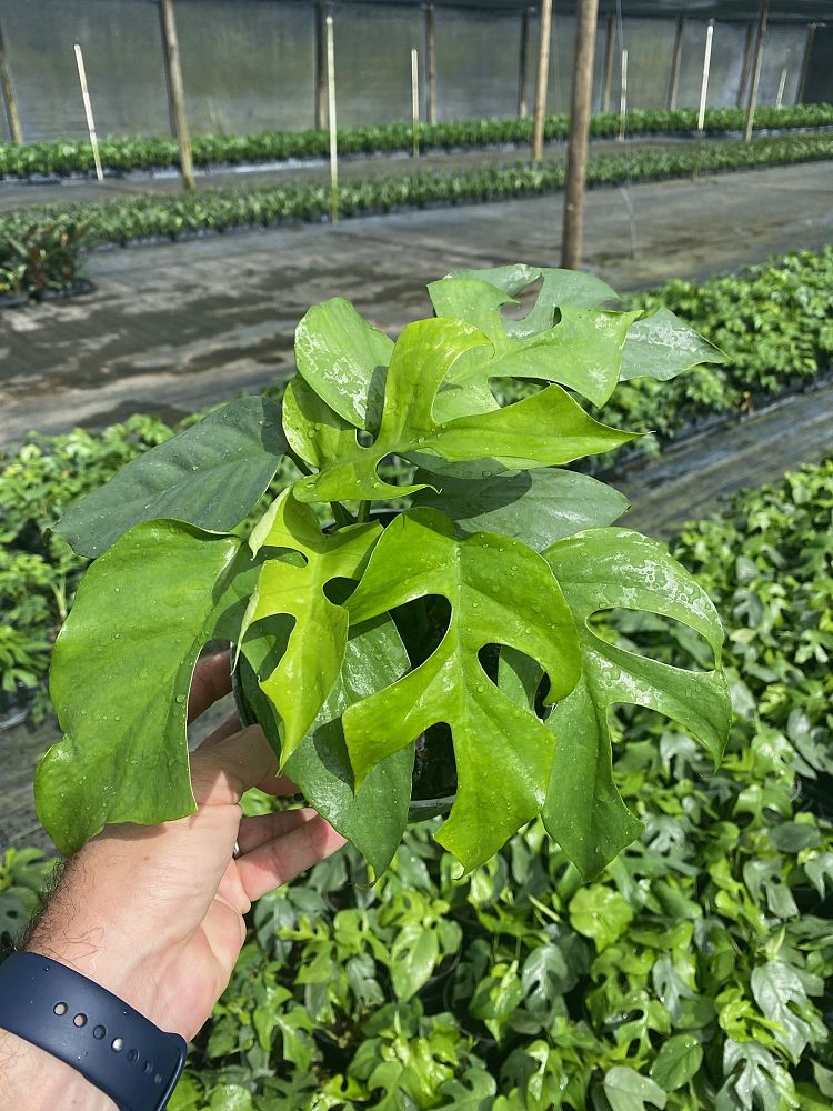 rhaphidophora-tetrasperma