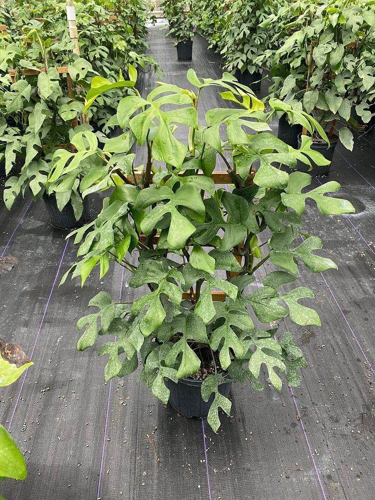 rhaphidophora-tetrasperma
