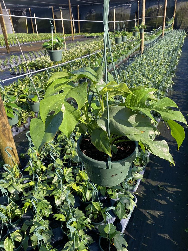 rhaphidophora-tetrasperma