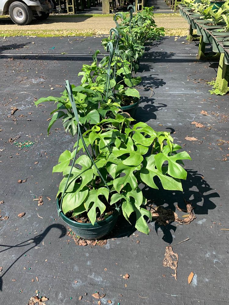 rhaphidophora-tetrasperma