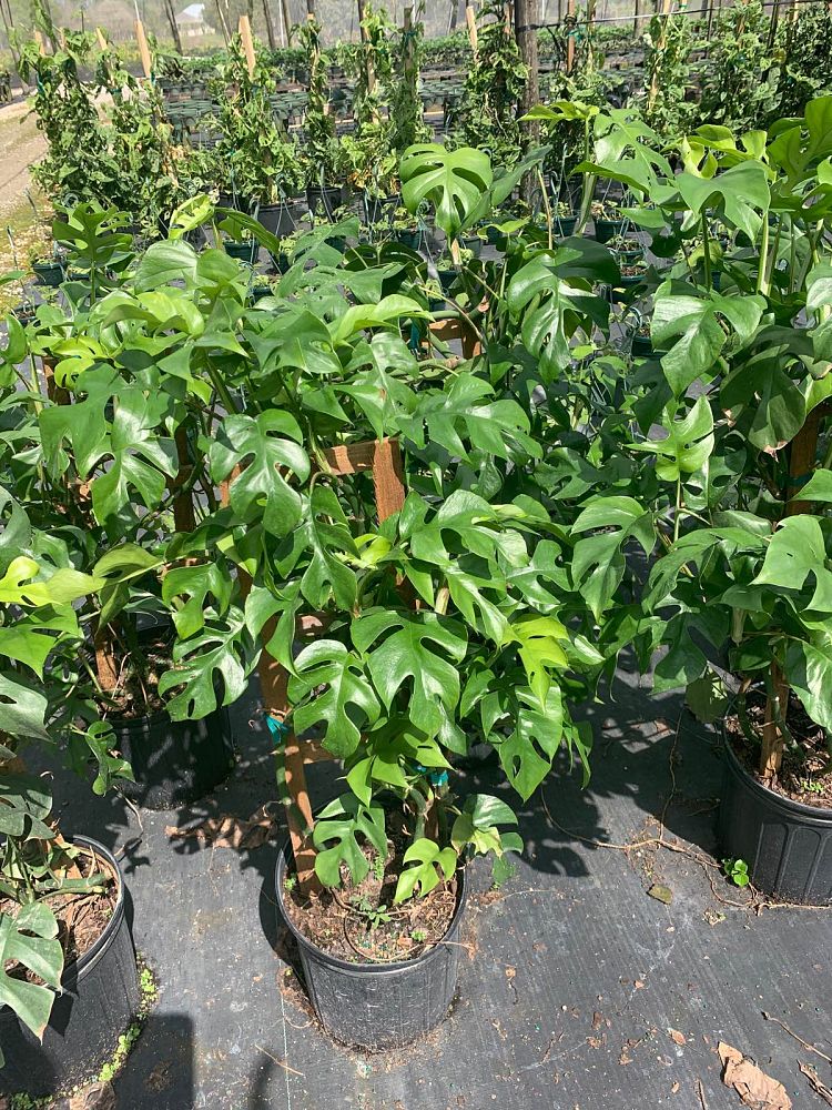 rhaphidophora-tetrasperma