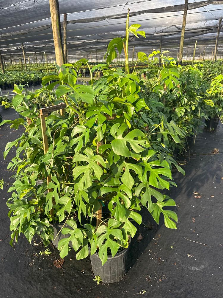 rhaphidophora-tetrasperma