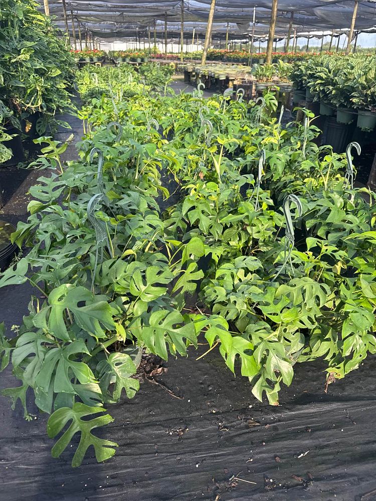 rhaphidophora-tetrasperma