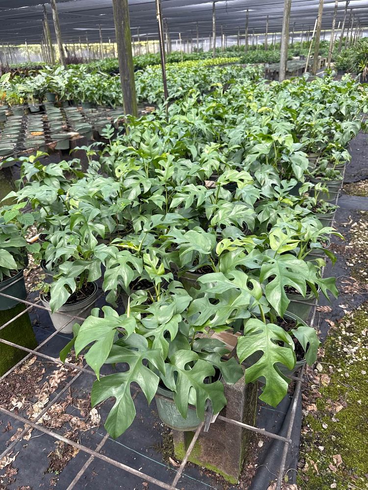 rhaphidophora-tetrasperma