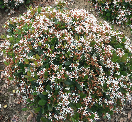 rhaphiolepis-db-01-clean-sweep-trade-snowbank-trade-indian-hawthorn