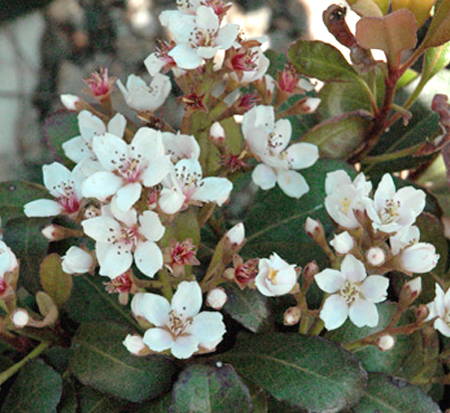 rhaphiolepis-delacourii-corleyscourii-snowcap-indian-hawthorn