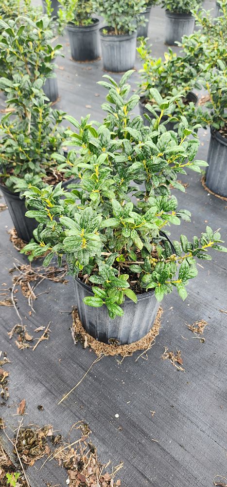 rhaphiolepis-indica-alba-indian-hawthorn-white