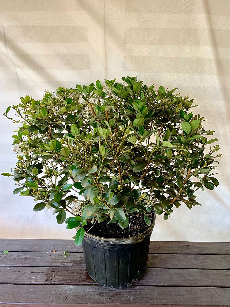 rhaphiolepis-indica-alba-indian-hawthorn-white