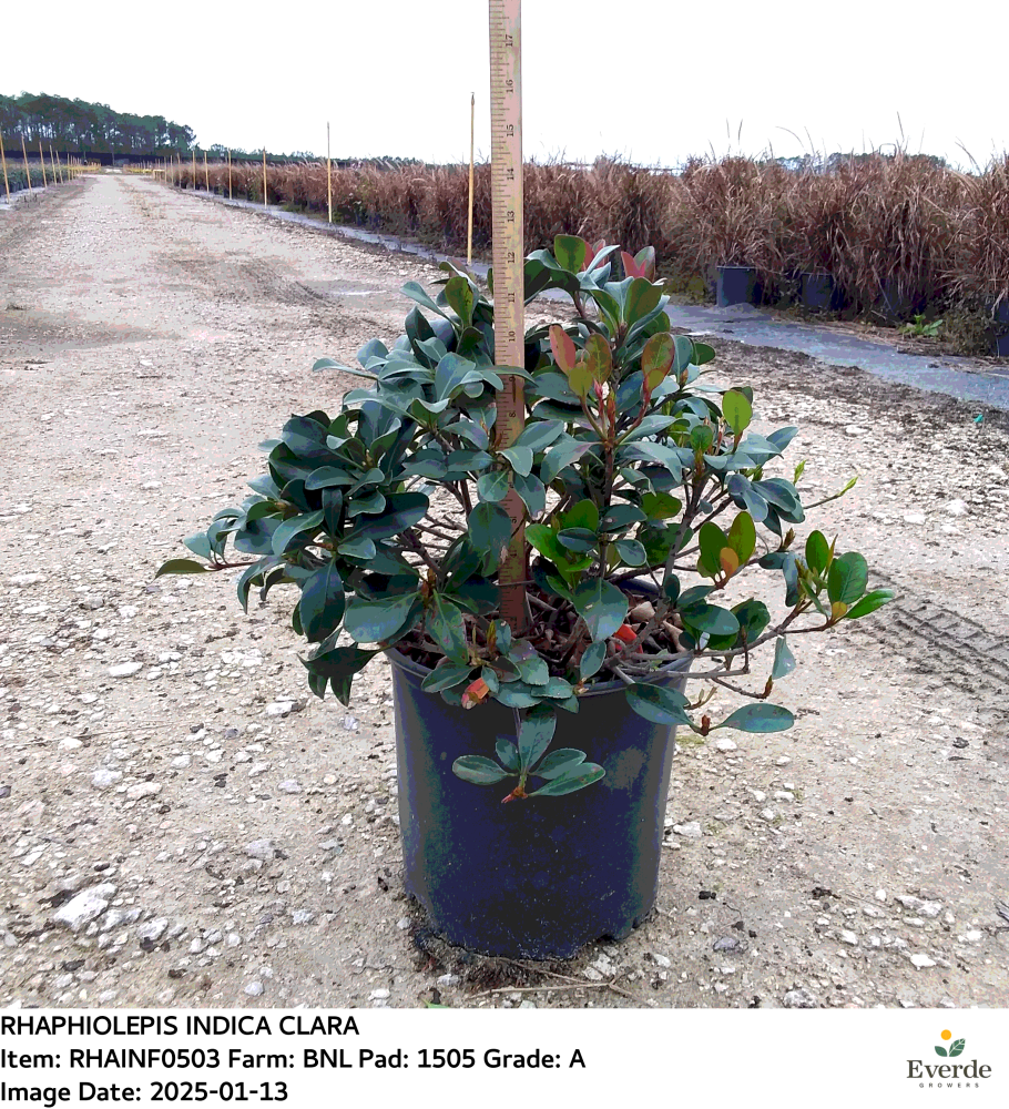 rhaphiolepis-indica-alba-indian-hawthorn-white