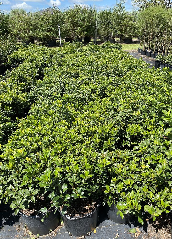rhaphiolepis-indica-alba-indian-hawthorn-white