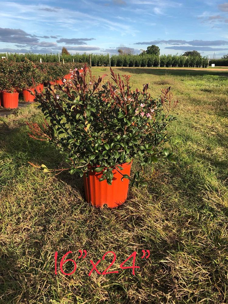 rhaphiolepis-indica-bay-breeze-indian-hawthorn