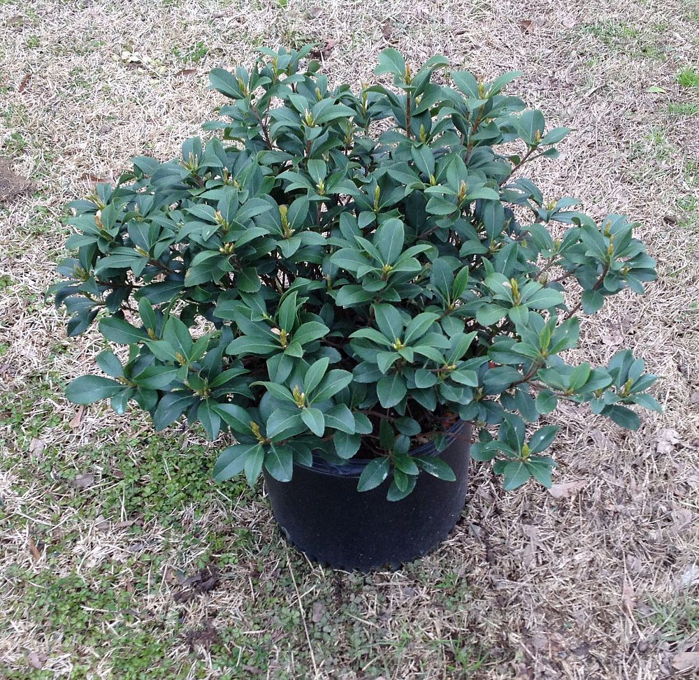 rhaphiolepis-indica-clara-indian-hawthorn