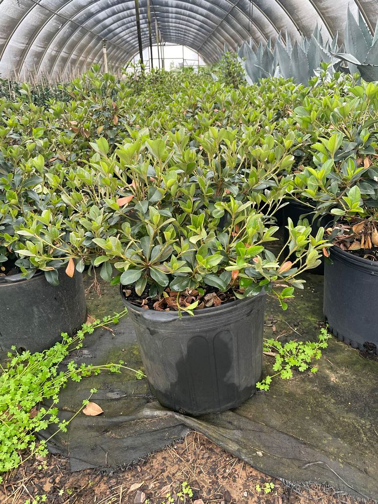 rhaphiolepis-indica-clara-indian-hawthorn