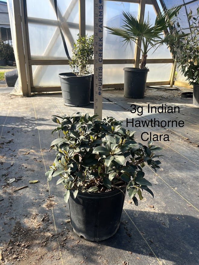 rhaphiolepis-indica-clara-indian-hawthorn
