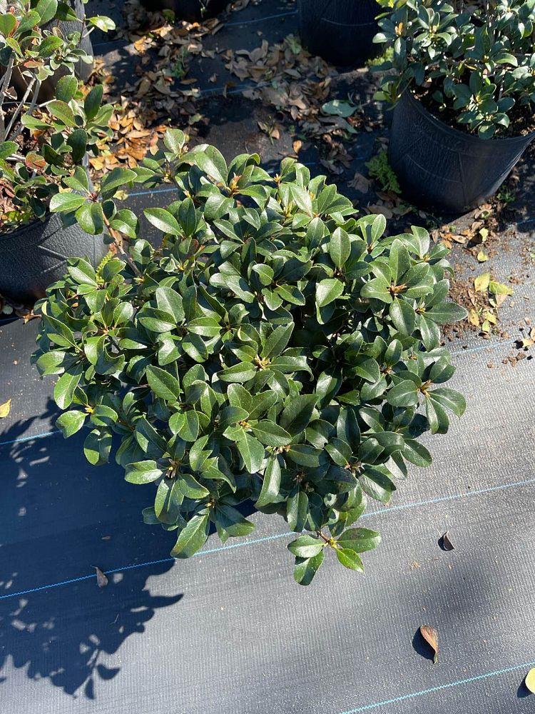 rhaphiolepis-indica-conor-eleanor-taber-trade-indian-hawthorn