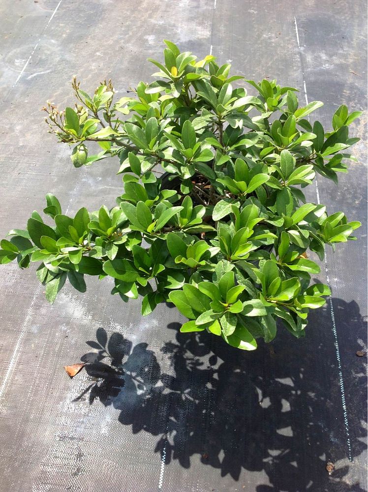 rhaphiolepis-indica-indian-hawthorn