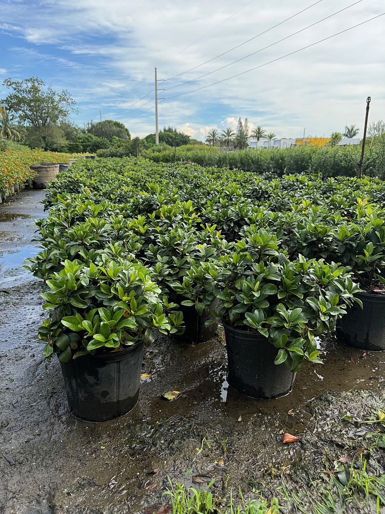 rhaphiolepis-indica-indian-hawthorn