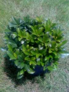 rhaphiolepis-indica-indian-hawthorn