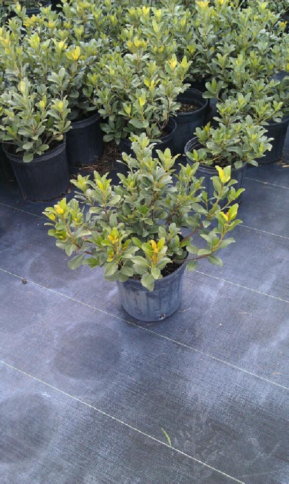 rhaphiolepis-indica-indian-hawthorn