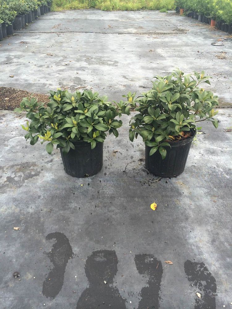 rhaphiolepis-indica-indian-hawthorn