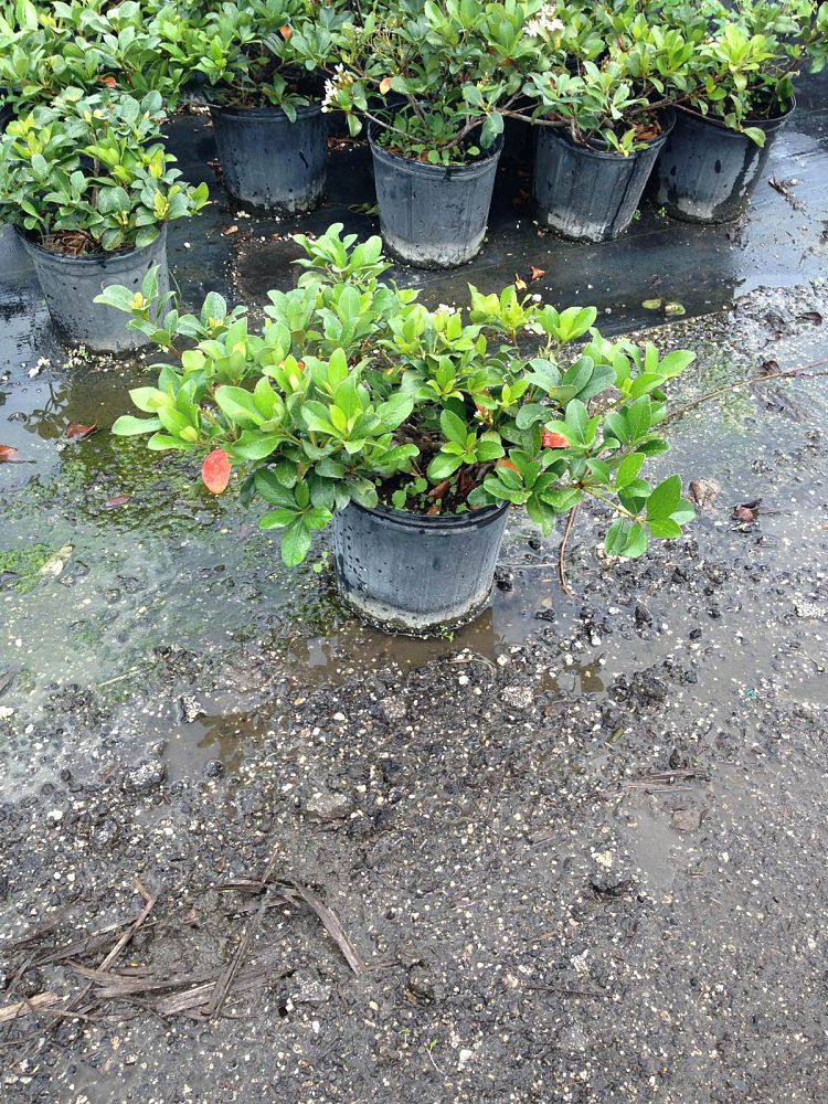 rhaphiolepis-indica-indian-hawthorn