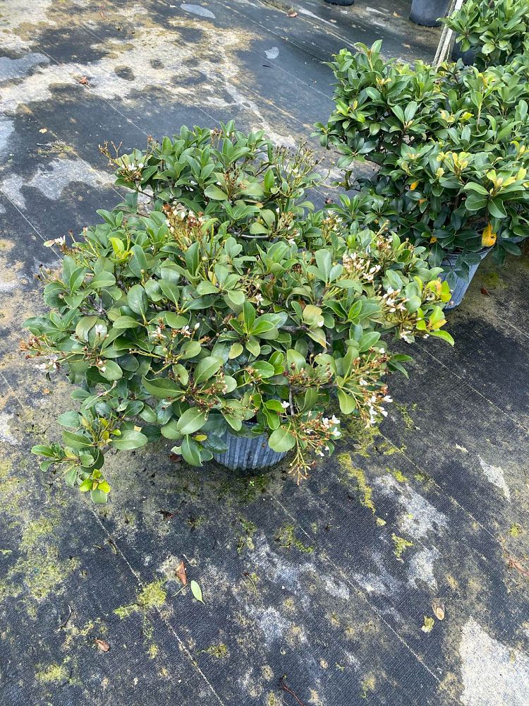 rhaphiolepis-indica-indian-hawthorn