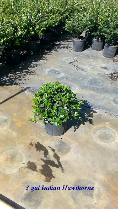rhaphiolepis-indica-indian-hawthorn