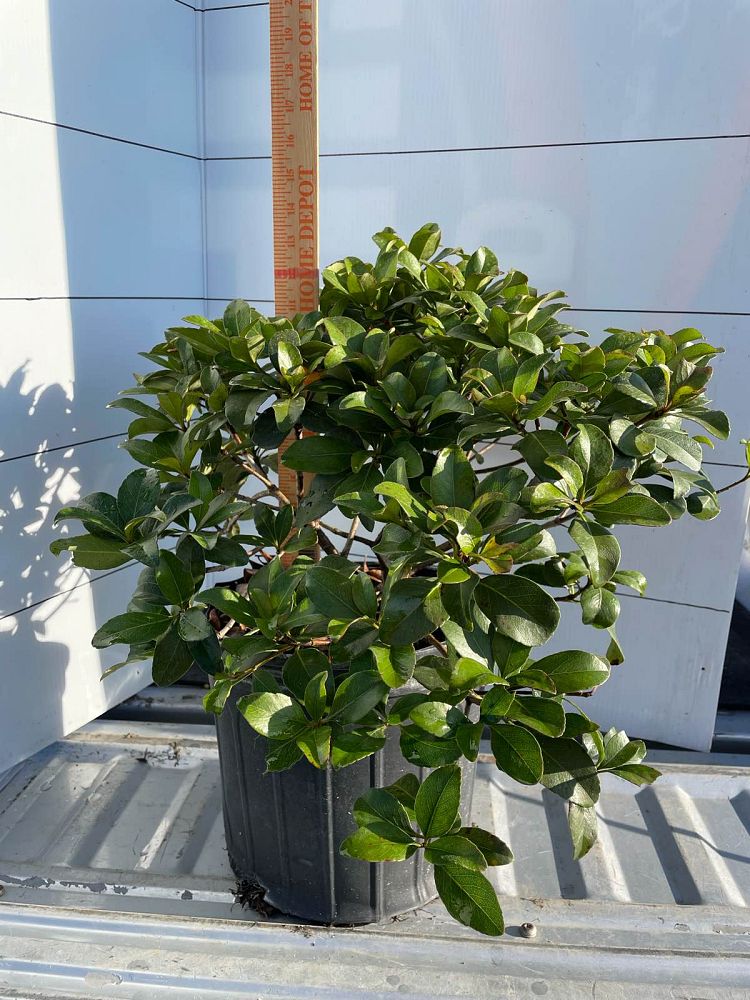 rhaphiolepis-indica-indian-hawthorn