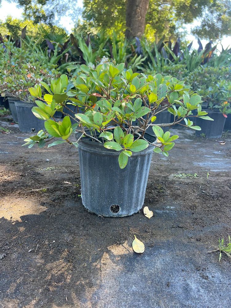 rhaphiolepis-indica-indian-hawthorn