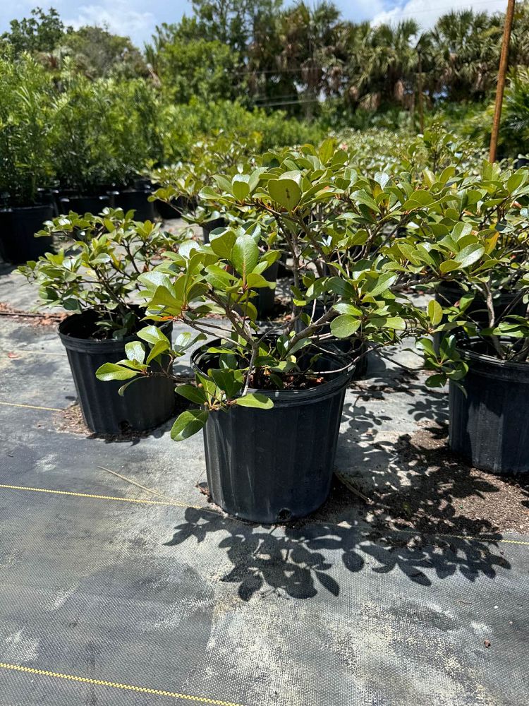 rhaphiolepis-indica-indian-hawthorn