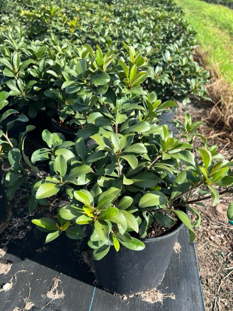 rhaphiolepis-indica-indian-hawthorn