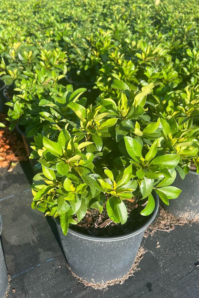 rhaphiolepis-indica-indian-hawthorn