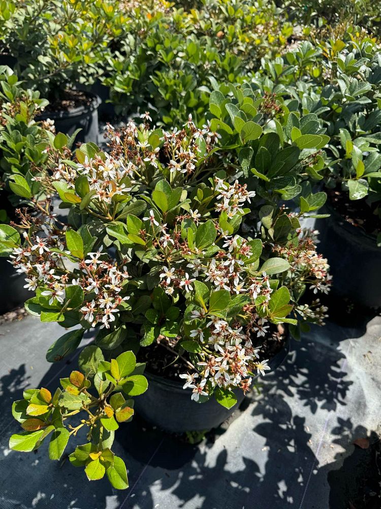 rhaphiolepis-indica-indian-hawthorn