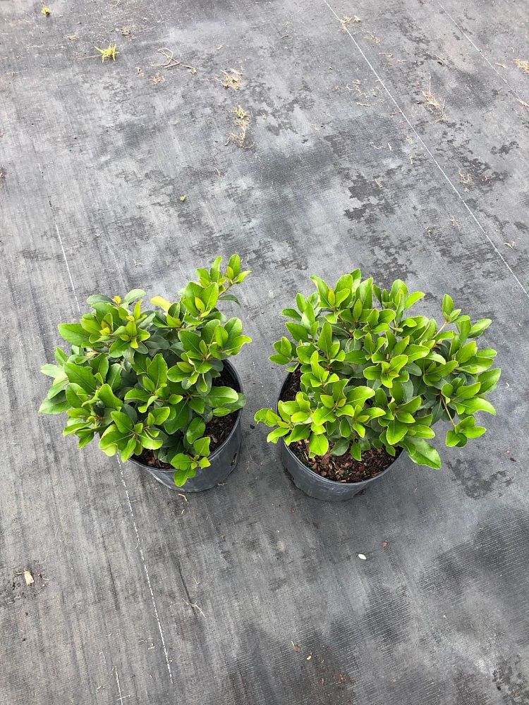 rhaphiolepis-indica-indian-hawthorn